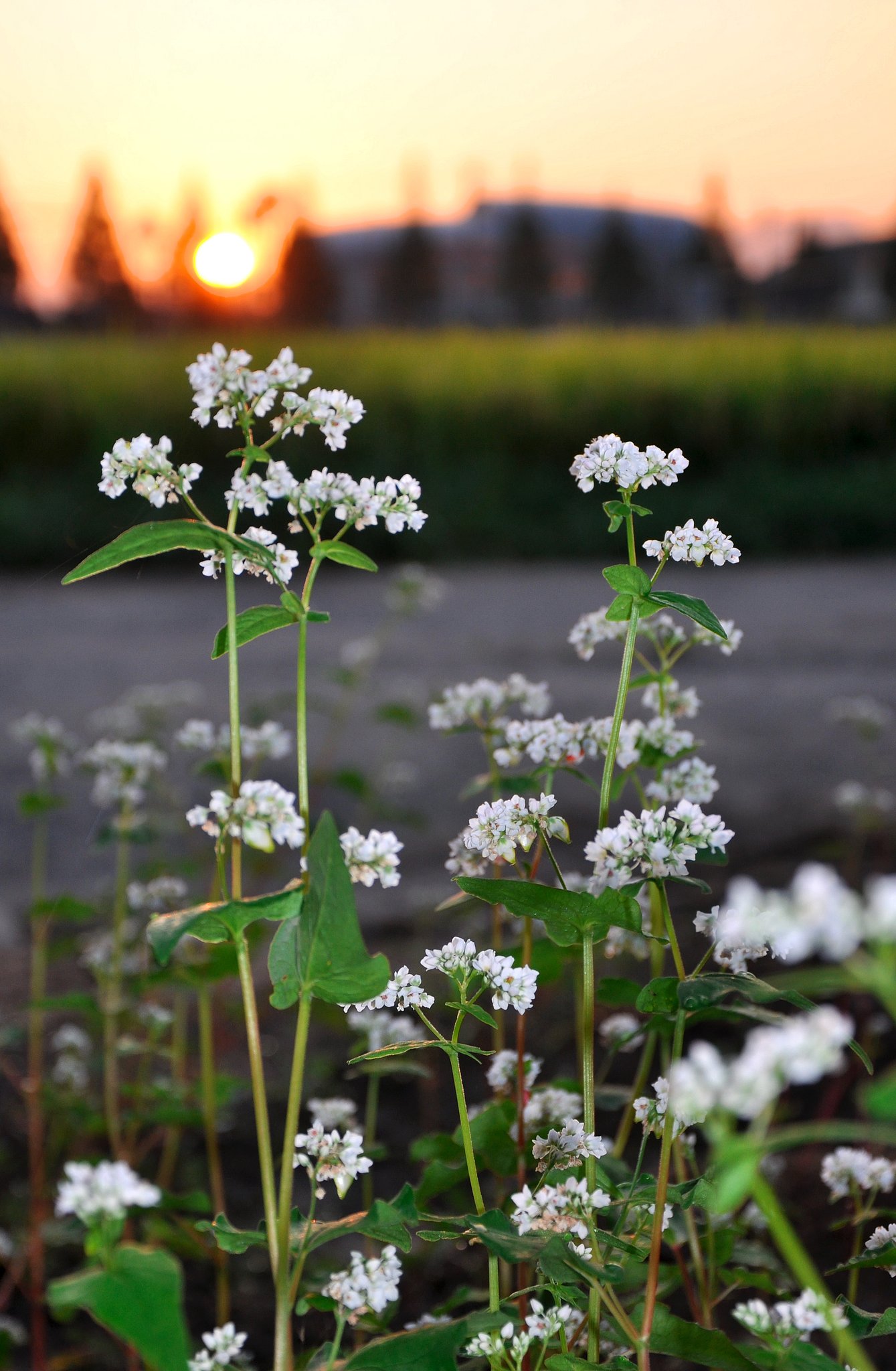 蕎麦の花