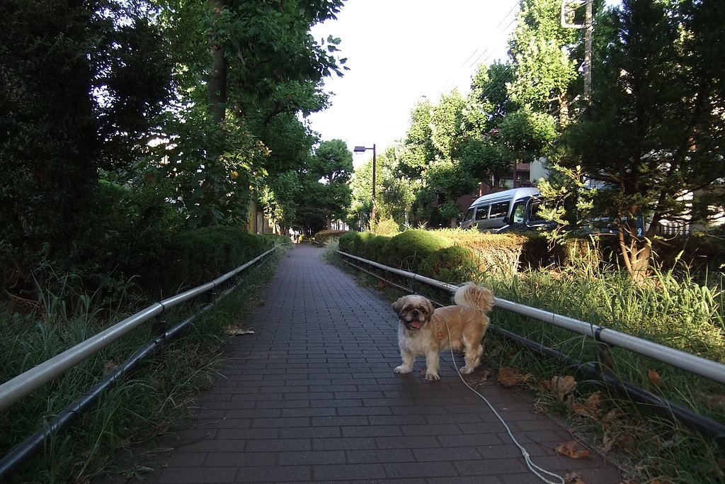 夏の夕暮れ・・・