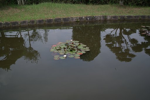 【花のある情景】池ドボン２