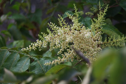 ハゼの花