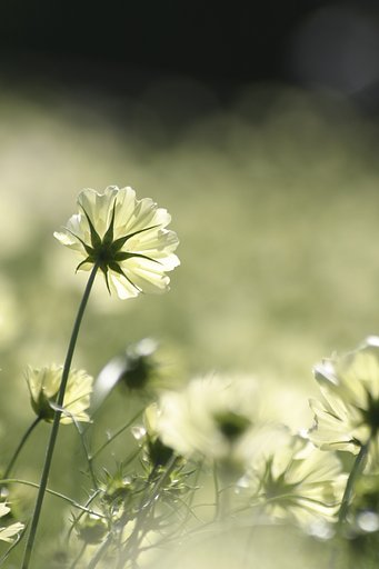 何を見てるの？