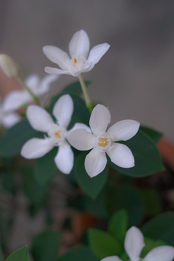 清楚なお花