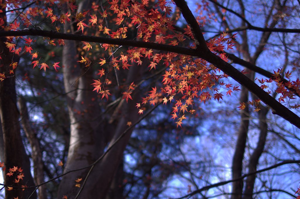 まだ紅葉が