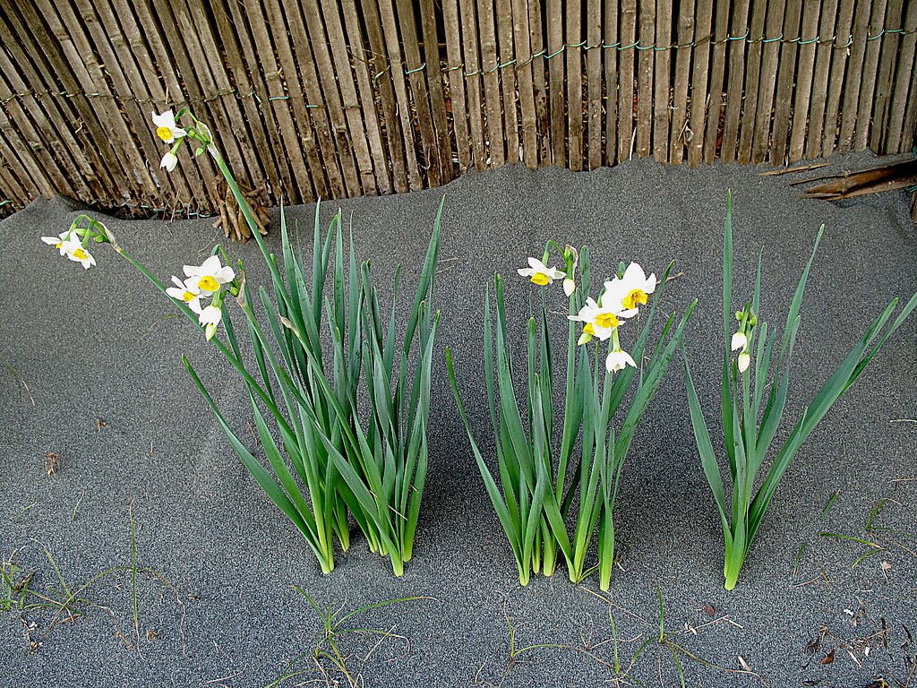 砂地に咲く花