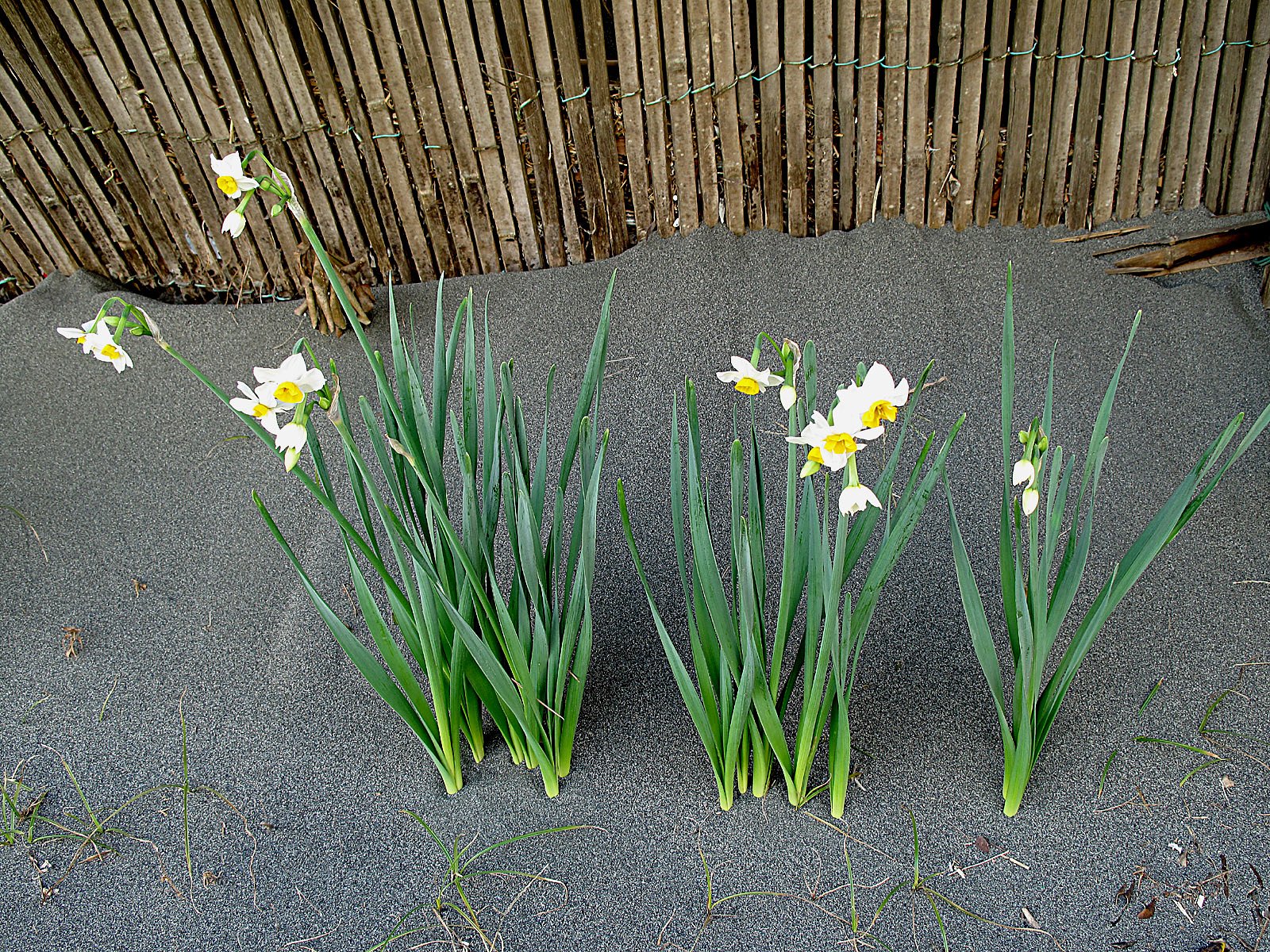 砂地に咲く花