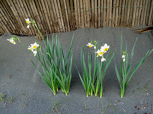砂地に咲く花