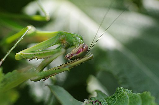 カマキリの祈り？
