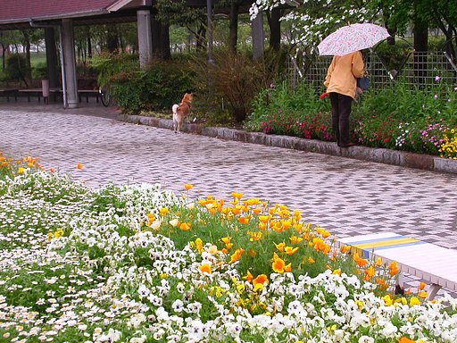 【花のある情景】　雨の日