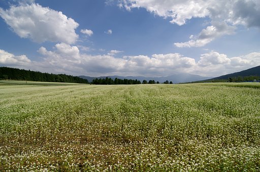 【花のある情景】秋の楽しみ・１