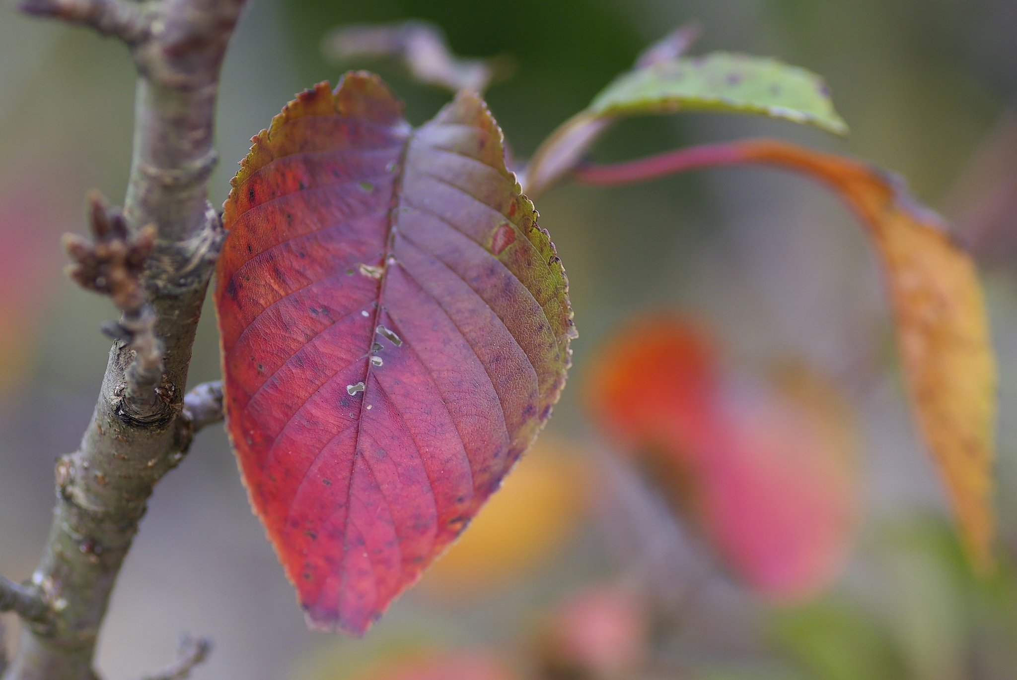 桜の紅葉