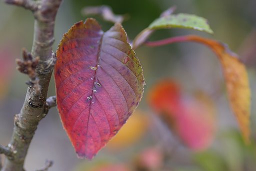 桜の紅葉