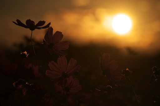 落日と秋桜