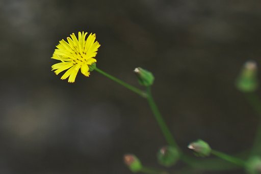 オニタビラコ