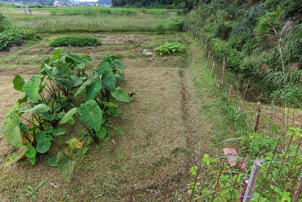 里芋と畑の草刈