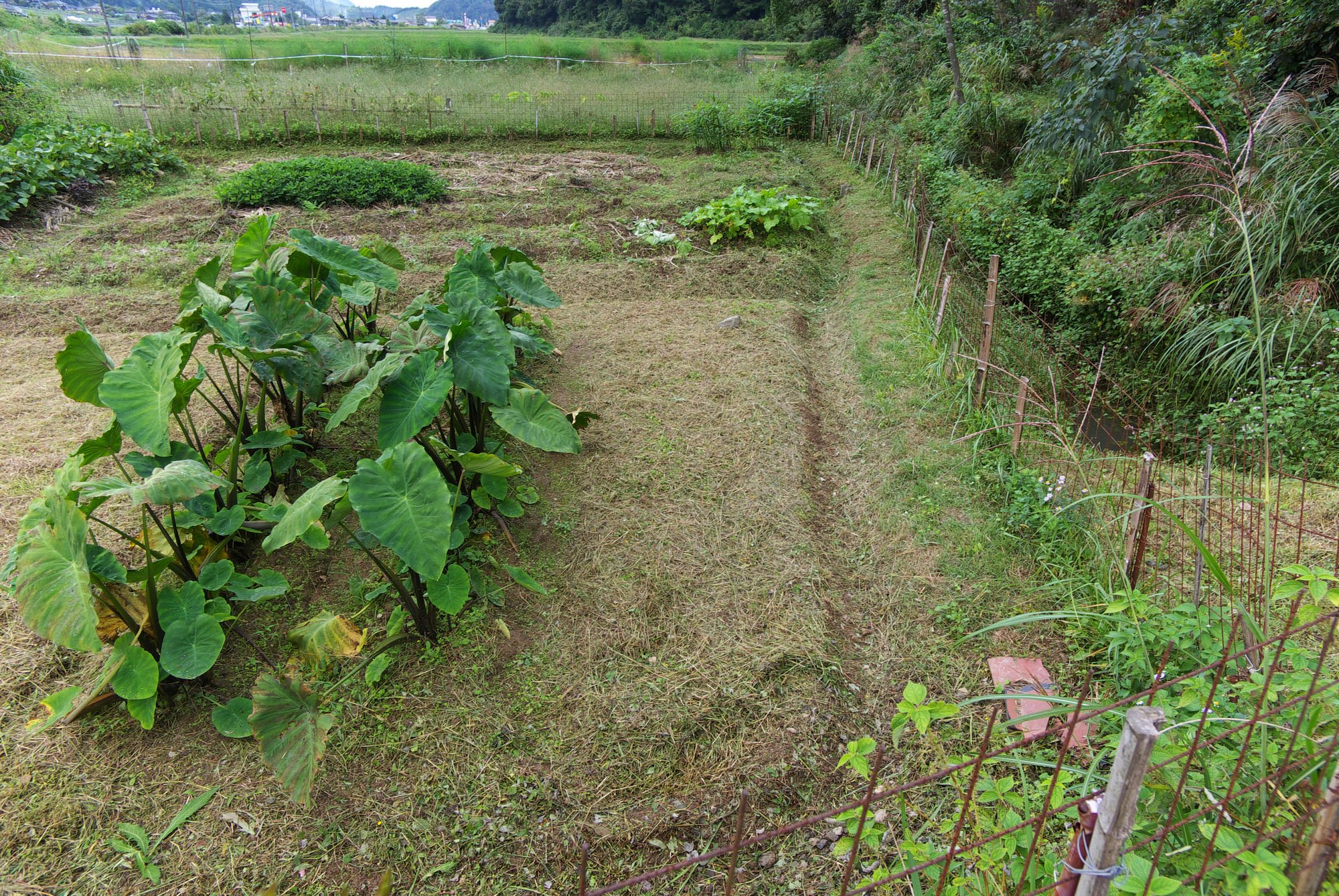 里芋と畑の草刈