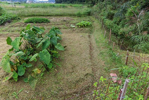 里芋と畑の草刈