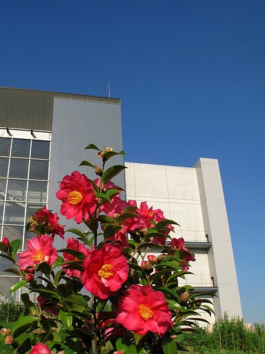 [花のある情景]椿とビル
