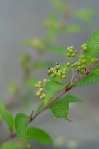 色付き前のムラサキシキブ