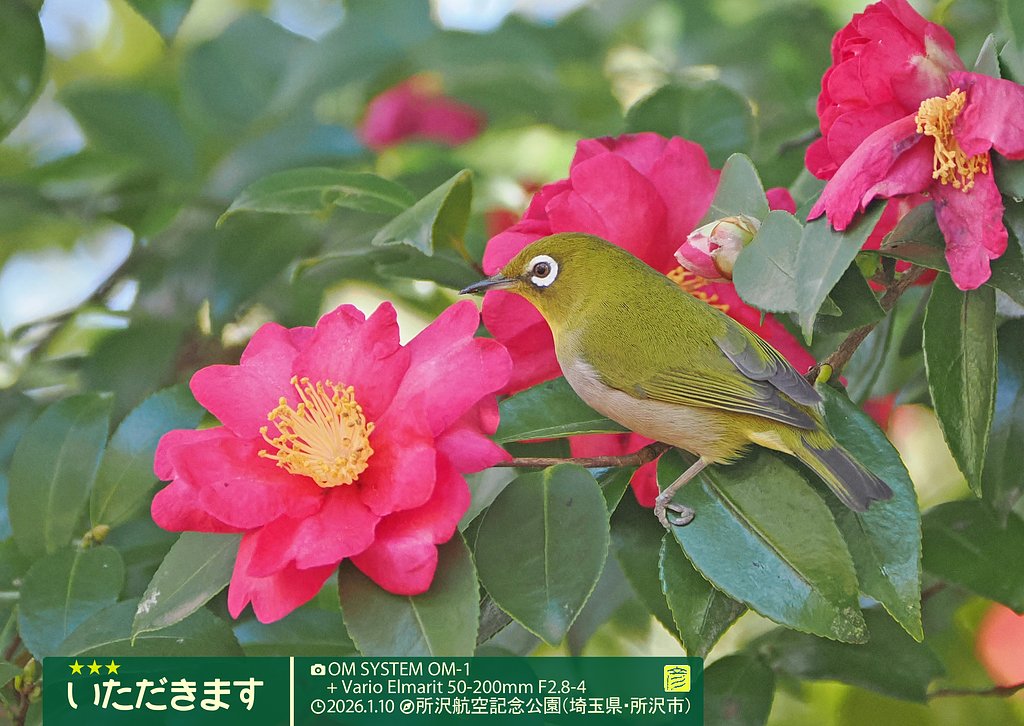いただきます
