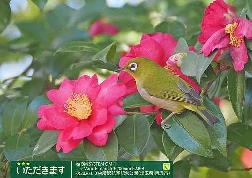 いただきます