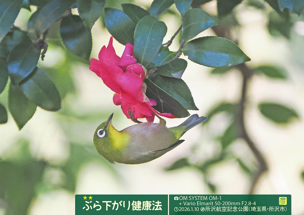 ぶら下がり健康法