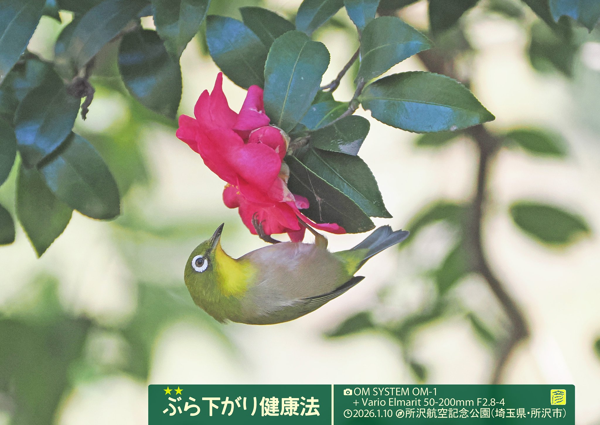ぶら下がり健康法