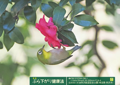 1月10日の写真