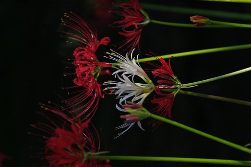 群舞７