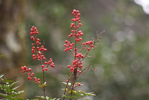 雨の中の南天