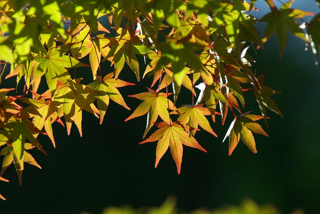 紅葉谷にて