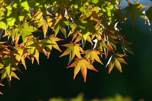 紅葉谷にて