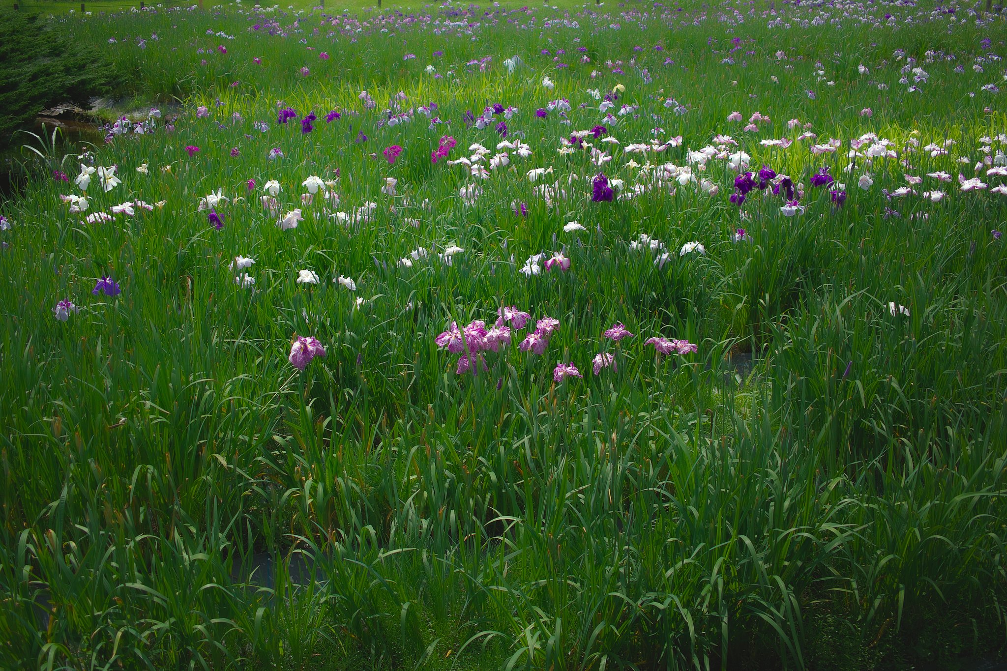 【花のある情景】楽園