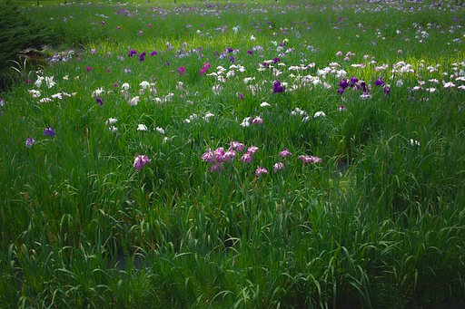【花のある情景】楽園