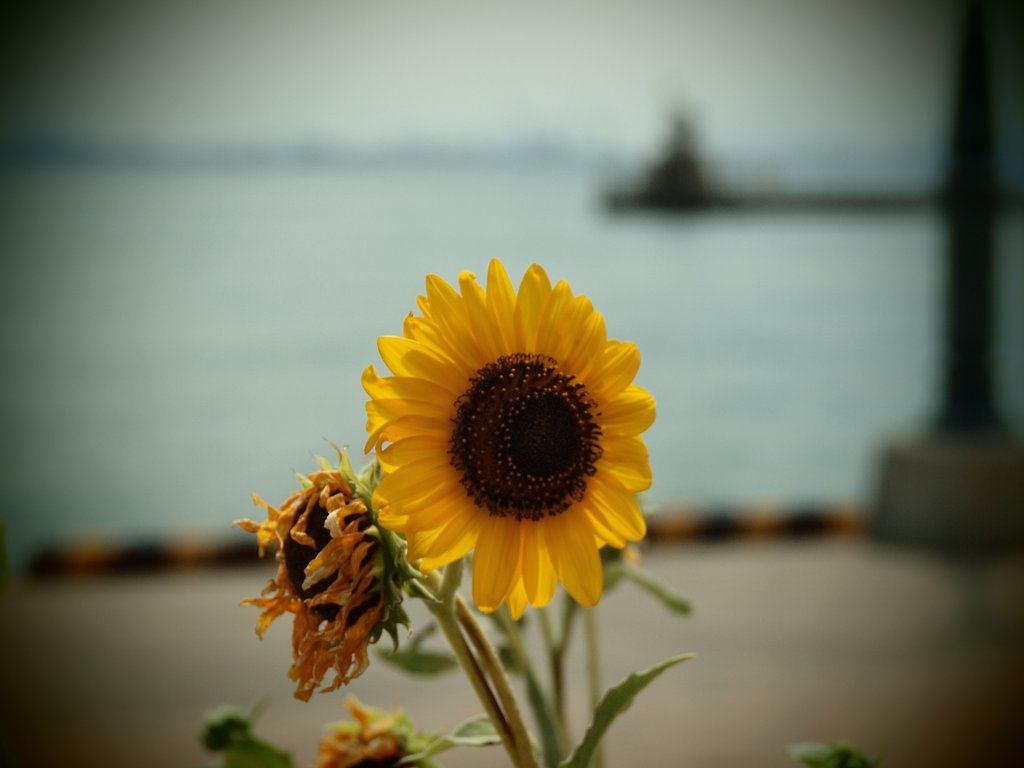 【花のある情景】 夏の翳り