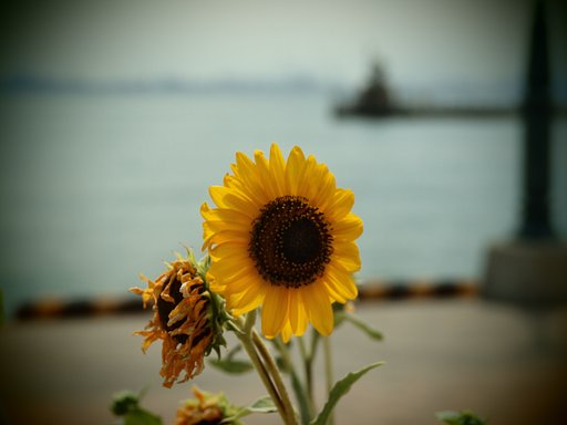 【花のある情景】 夏の翳り