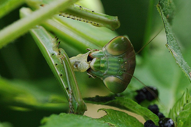 カマキリの補食