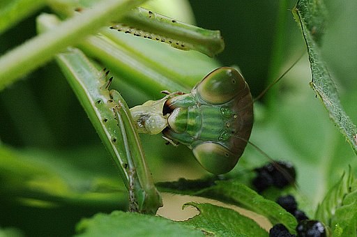 カマキリの補食