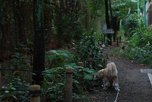 季節の野草に出会える小径