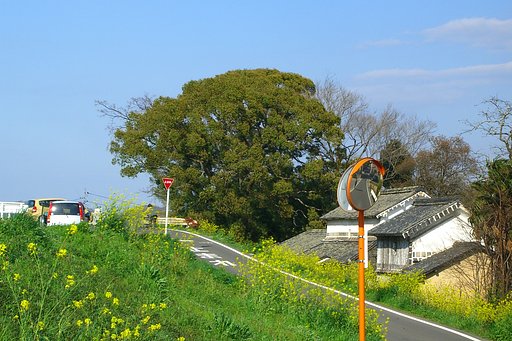 【花のある情景】黄色い堤