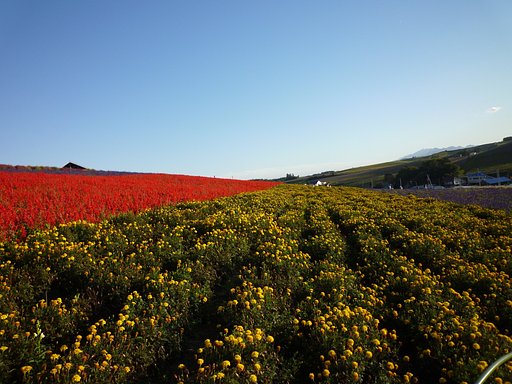 【花のある情景】丘♪