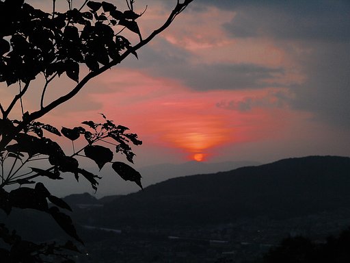 【花のある情景.冬】　夕焼け　小焼け