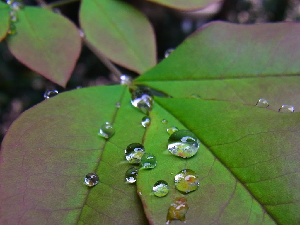 雨後の水玉