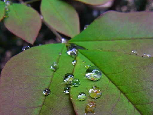 雨後の水玉