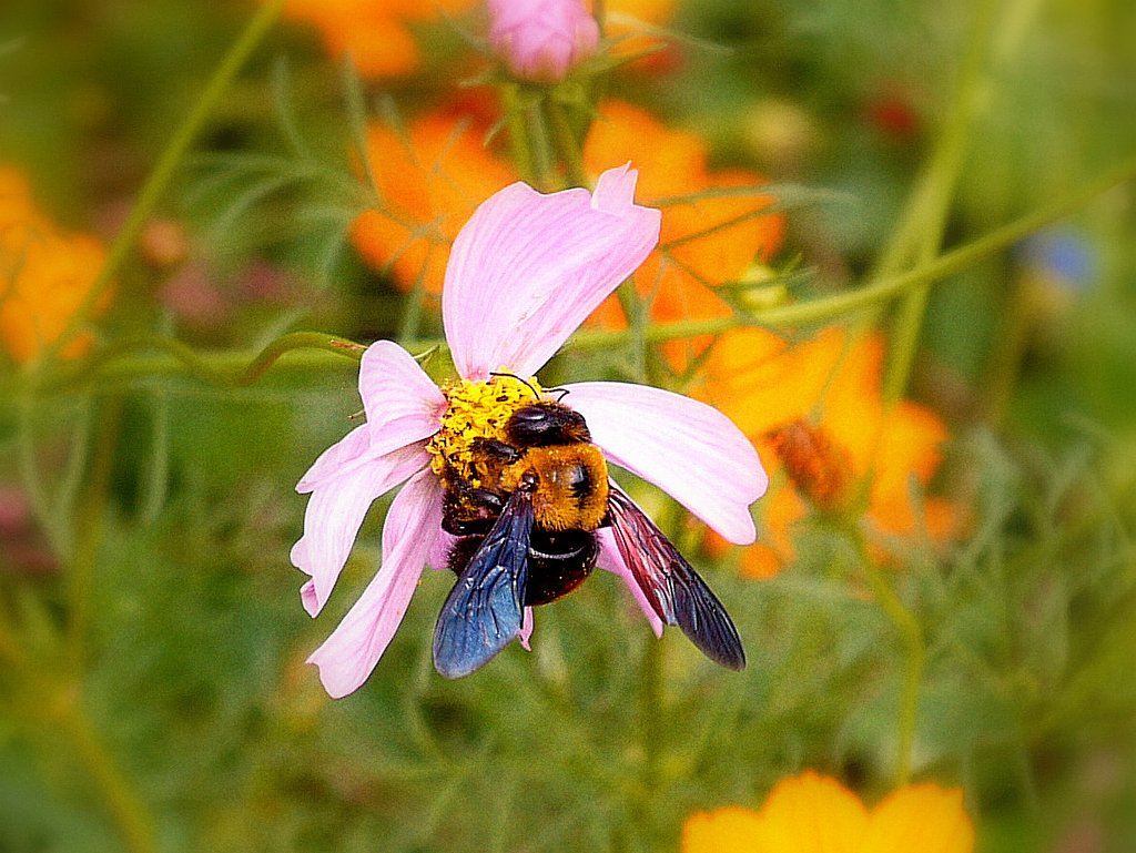 クマバチ