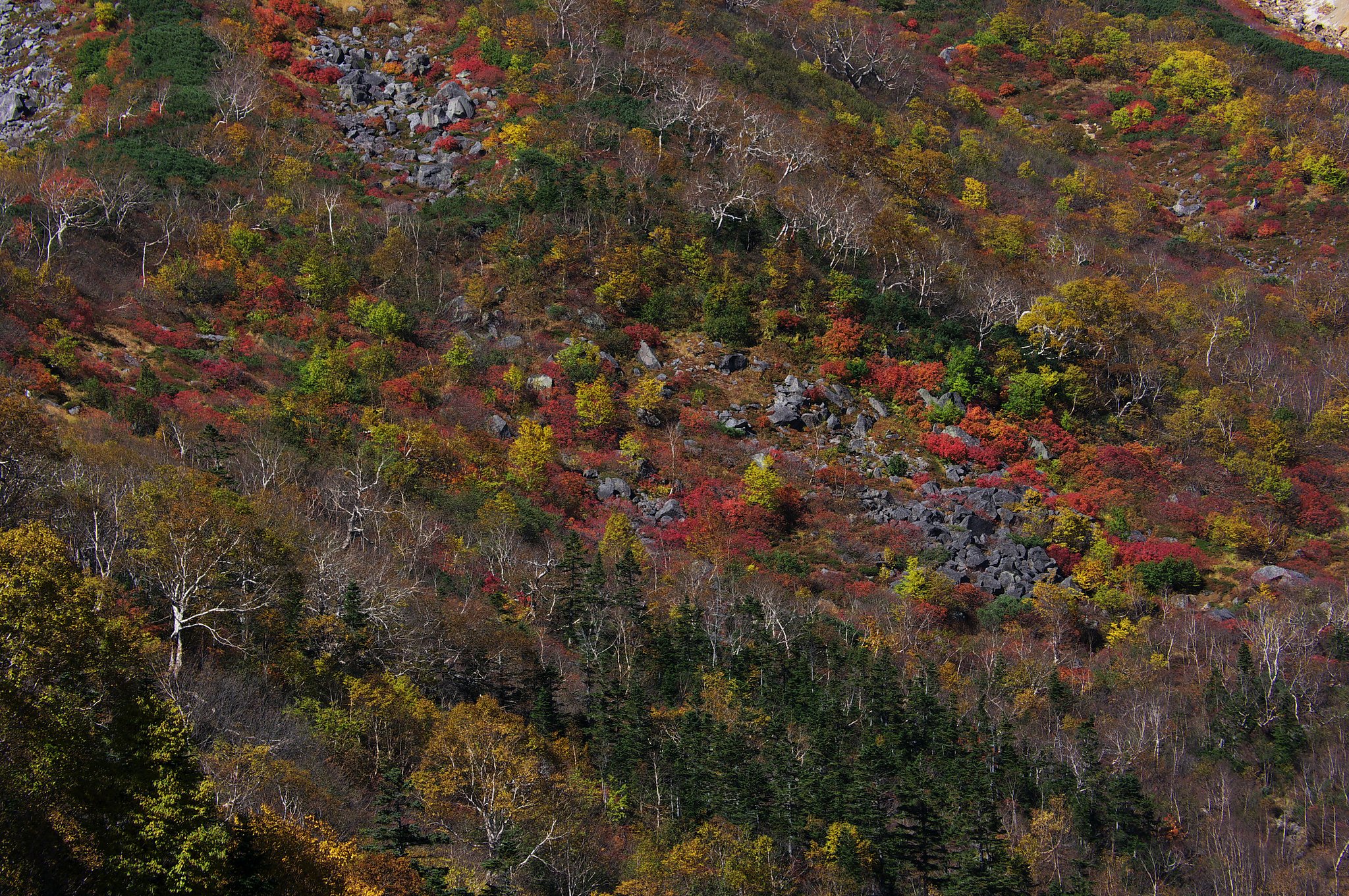 乗鞍の紅葉