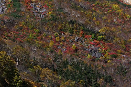 乗鞍の紅葉