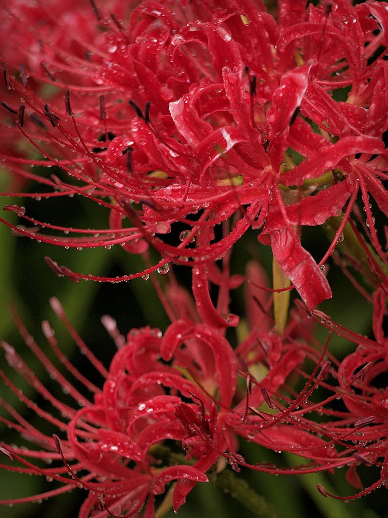 彼岸花