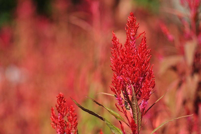 ケイトウの花