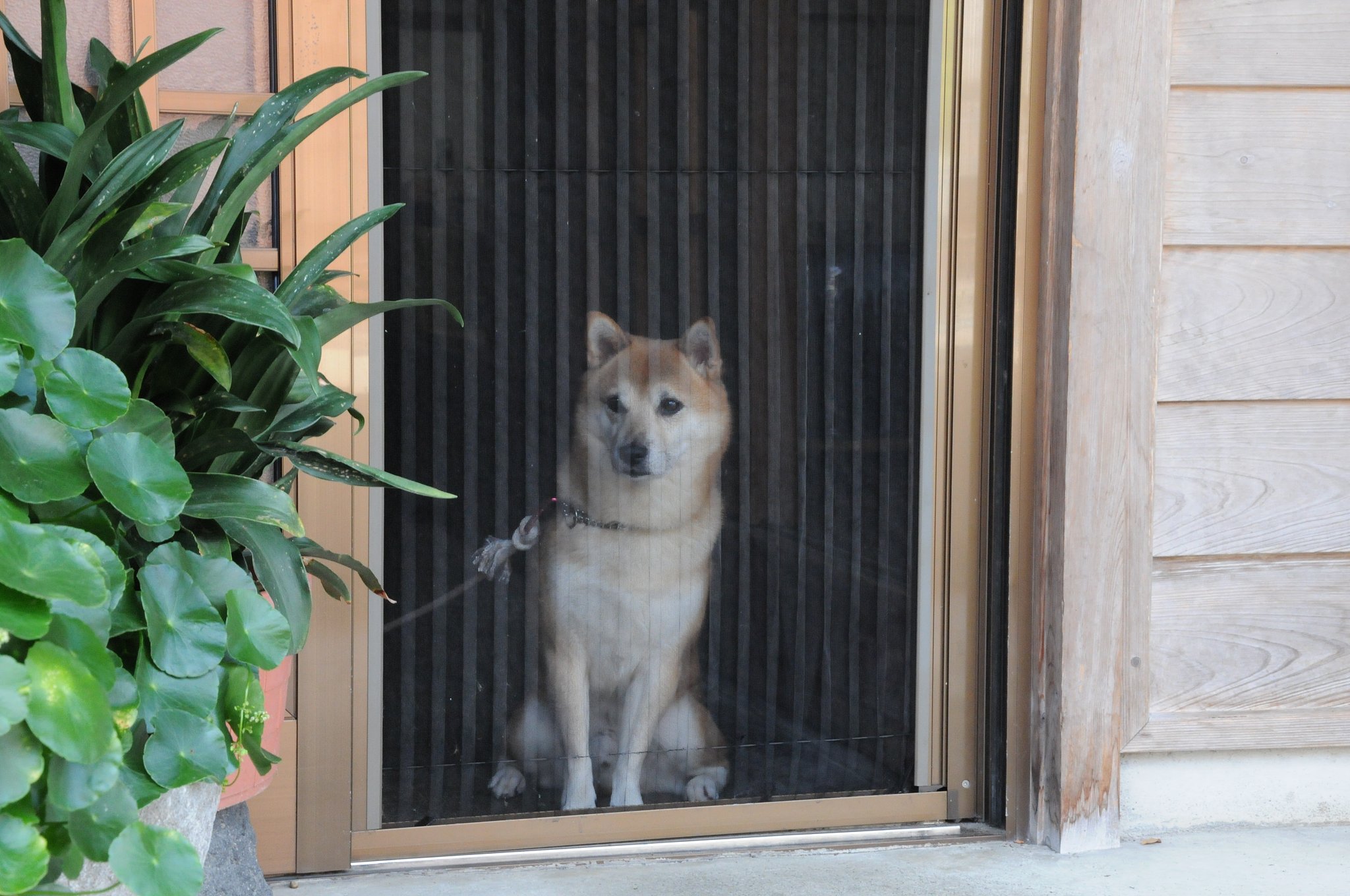 番犬