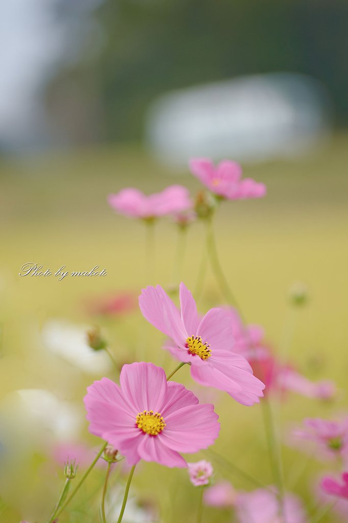 秋を行くローカル線